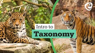 Introduction to Taxonomy [upl. by Nollahp720]