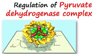 Regulation of pyruvate dehydrogenase complex [upl. by Yrrehc446]