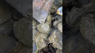 Oyster A lot After The Sea Low Tide oysters usa 100kviews fyp viral tiktok ur uk us [upl. by Eiramnna]