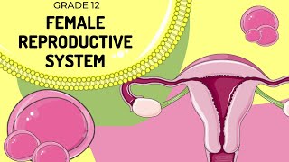 Female Reproductive system [upl. by Neevan]