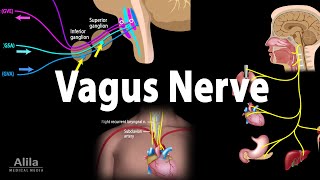 Vagus Nerve  Neuroanatomy and Functions Animation [upl. by Eliathan]