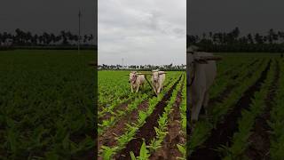 Turmeric farming  Haldi farming haldi turmeric farming agriculuture shorts [upl. by Ilyah]