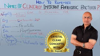 Names Of Clinically Important Anaerobic Bacteria 🦠 [upl. by Milan78]