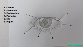 Como dibujar un OJO y sus partes [upl. by Sucramel]