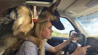 This is why German Shepherds are the Kings of Comedy in the Dog World 🐶 [upl. by Sedgewick]