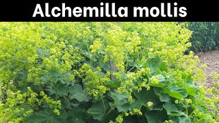 How to Grow Alchemilla mollis Ladys Mantle [upl. by Aztinay]