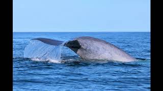 Le majestueux RORQUAL BLEU [upl. by Johannes]