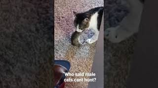 Cat catches Rat shorts cat kill rat [upl. by Menzies]