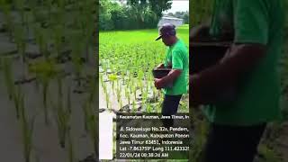 Proses Pemupukan Menggunakan Pupuk TOPSKA sawah pupukTOPSKA pupukpetani farming agriculture [upl. by Attena299]