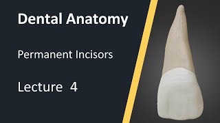 Dental Anatomy  Maxillary Central Incisors [upl. by Boigie]