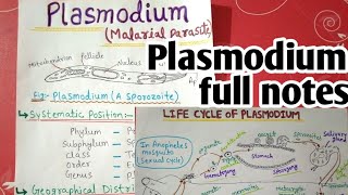 plasmodium vivax life cycle full notes  1 [upl. by Joselyn]