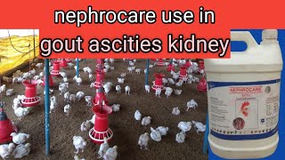 Nephrocare use in broilers [upl. by Pliner755]