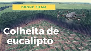 Drone filma Colheita mecanizada de eucalipto com feller buncher TIGERCAT 870C [upl. by Atel652]