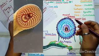 Petromyzon Or Lamprey Morphology [upl. by Jez]