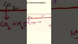 Central chemoreceptors  chemical regulation of respiration respiratory physiology mbbs [upl. by Ariaec]