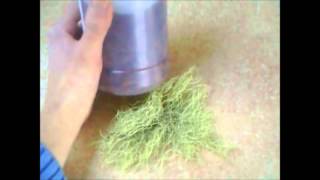 Oregon Usnea lichen Identification and Usage Ideas TCM THEORY [upl. by Alfred463]