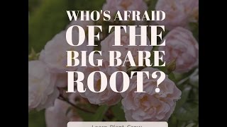 Whos Afraid of the Big Bare Root [upl. by Kristin]