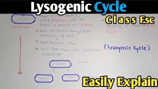 Lysogenic Cycle Of Bacteriophage Fully Explained  Class 11 Biology [upl. by Vanya885]