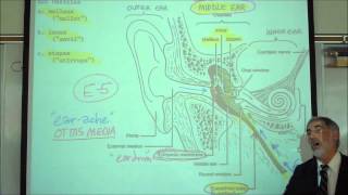 THE HUMAN SKULL PART 2 by Professor Fink [upl. by Yecak851]