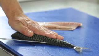 How To Fillet A Mackerel [upl. by Kuehnel780]