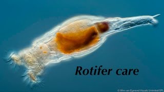 Rotifer care  clownfish rearing ep1 [upl. by Notterb]