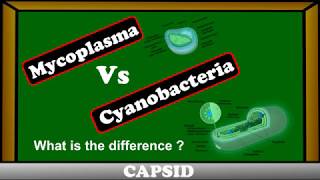 Difference between Mycoplasma and Cyanobacteria [upl. by Lenej]