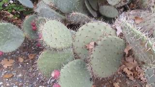 The Plant Traveller Opuntia Robusta cactus [upl. by Akzseinga]