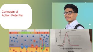 Action Potential  Phases of Action Potential Concepts [upl. by Llevert]