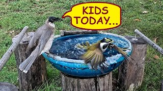 A Juvenile BlueFaced Honeyeater hassles a Noisy Friarbird at the birdbath  Australian birds [upl. by Zullo]