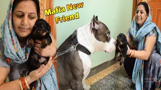 Finally Mafia ke liye Rottweiler ka Pappi Le Liya 🥰  Mafia The Pitbull [upl. by Cordi]