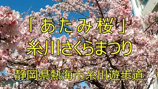 「あたみ桜」 糸川さくらまつり 静岡県熱海市糸川遊歩道 [upl. by Johnnie60]