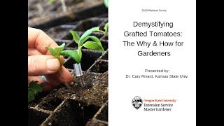 Demystifying Grafted Tomatoes The Why amp How for Gardeners [upl. by Alphonso]