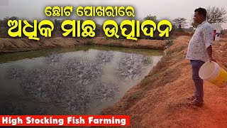 ଛୋଟ ପୋଖରୀରେ ଅଧିକ ମାଛ ଉତ୍ପାଦନ  High Stocking Fish Farming in small pond in Odisha [upl. by Gayner]