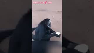 Rare spider monkey 🐵 रास्ते मे चुपचाप kyu बैठा hua था🥺🥹 [upl. by Ntisuj]