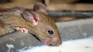 Make Rats amp Mice Disappear in 1 Minute Without Poison or Traps [upl. by Sturdivant369]