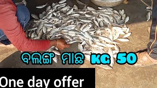 ବଳଙ୍ଗ ମାଛBalang fishBalugaon Fish market [upl. by Pence565]