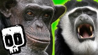 Chimps vs Colobus  Deadliest Showdowns Ep 5  Earth Unplugged [upl. by Eadie]