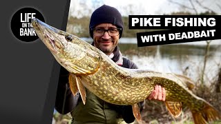 PIKE FISHING WITH DEADBAIT [upl. by Marb90]