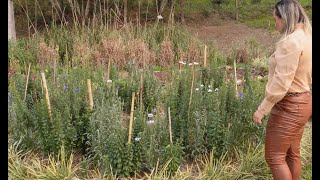 Lembranças familiares fazem empresária cultivar flores raras em Canoinhas [upl. by Juna]