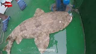 Wobbegong Carpet Shark [upl. by Ahsetra386]