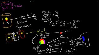 Chylomicrons بالعربى [upl. by Munster]