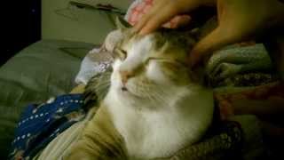 How to give your cat a massage [upl. by Caia]