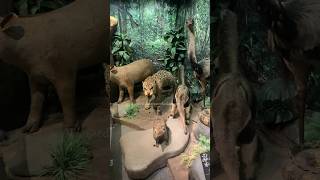 Museu Histórico da Imigração Japonesa no Brasil  Animais e Aves Encontrados na Mata museu japao [upl. by Nomzaj]