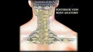 Anatomy Of The Neck amp Cervical Spine  Everything You Need To Know  Dr Nabil Ebraheim [upl. by Landri]