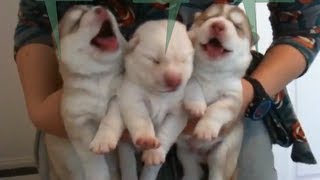 Cutest Newborn Siberian Husky Puppies  Week 1 [upl. by Epoillac]