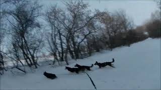 skijoring dogs [upl. by Salba]