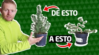 🌲 Cómo hacer un BONSAI 🌲 Paso a Paso con un Pino  Principiantes Fácil [upl. by Charmion]