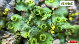 Gemmae in Marchantia  Bryophytes plantscience4u [upl. by Glaab]