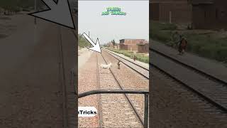 Live compilation of Goats cows donkeys buffalos animals hit with fastest train all in one video yt [upl. by Latea]