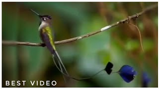 Marvellous spatuletail 🥰🥰  Best video capture 😍 birds youtubrshorts [upl. by Elolcin]